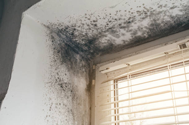 Affordable Mold Remediation solutions in Shirleysburg, PA