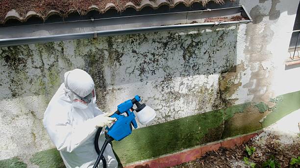Trusted Mold Removal service in Shirleysburg, PA - Cheap Mold Removal